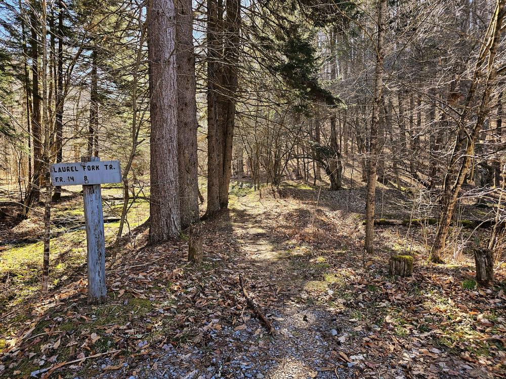 Laurel Fork Wilderness plane crash