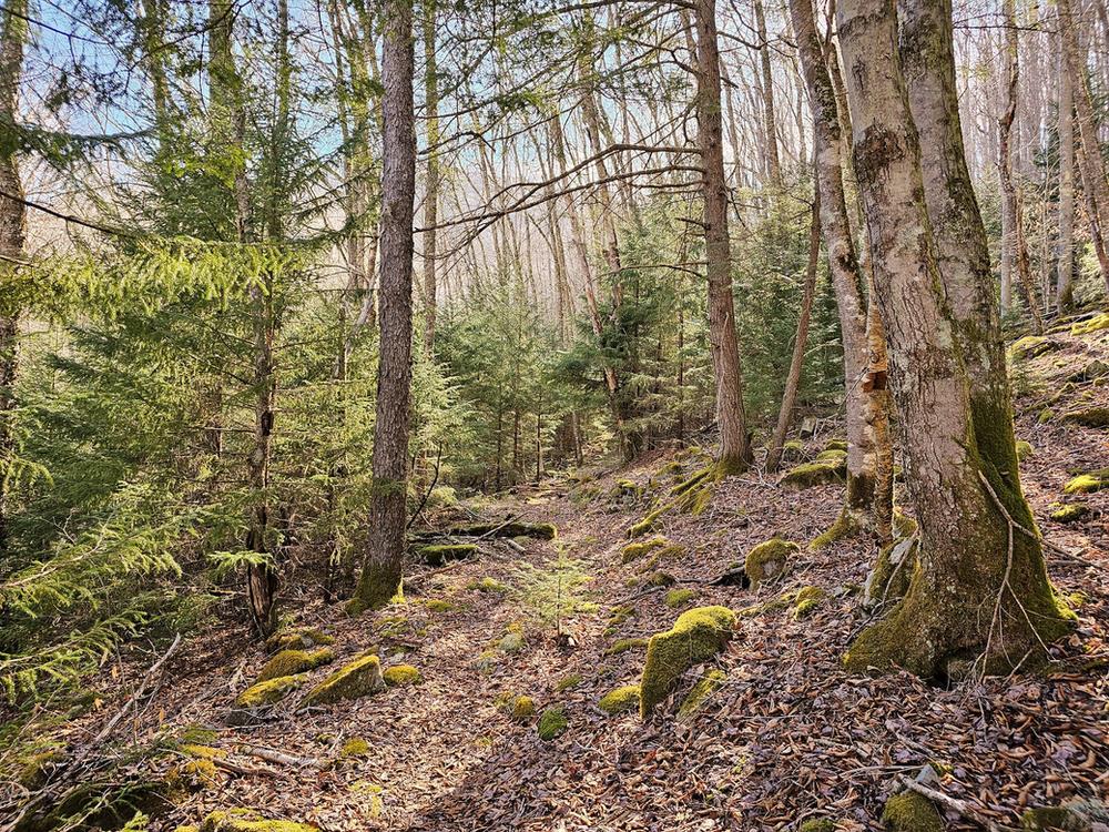 Laurel Fork Wilderness plane crash