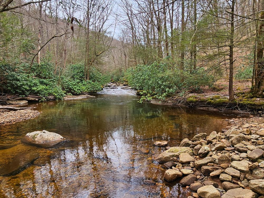 Cranberry Wilderness