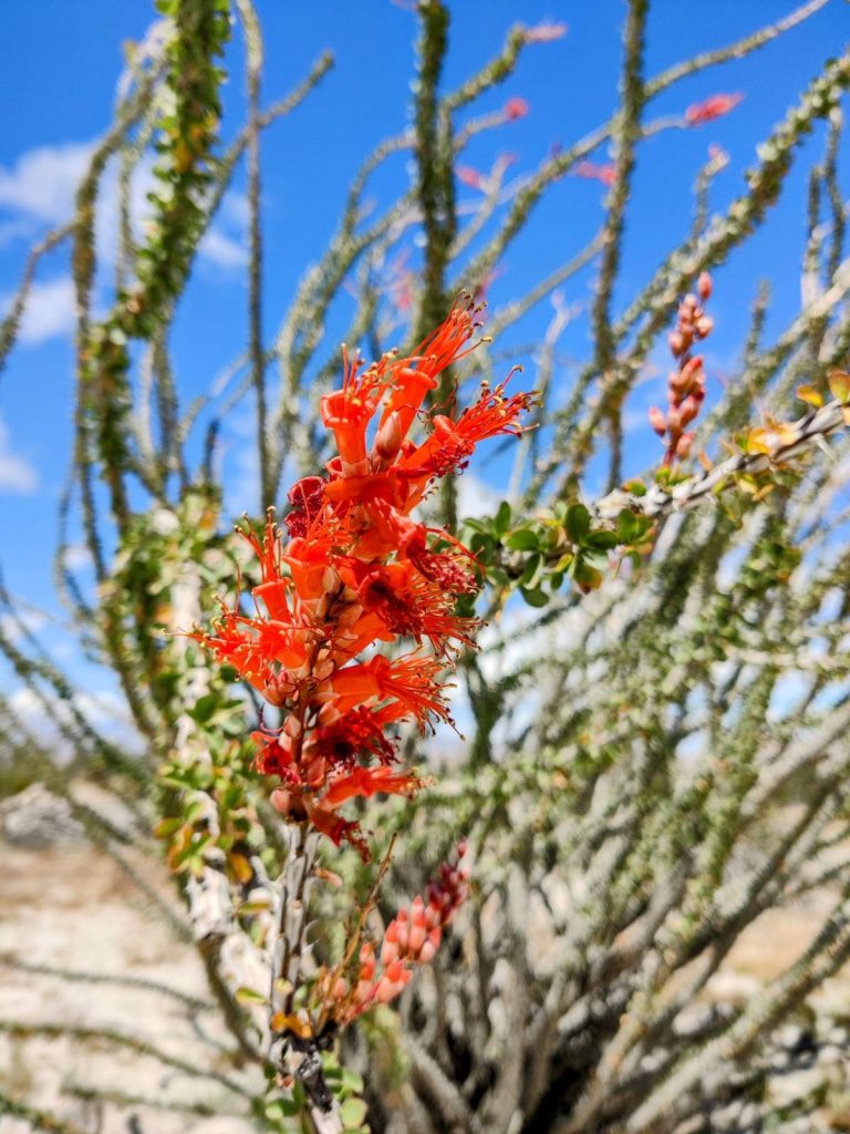 Ride Report: Bikepacking the Anza-Hapaha Loop in Southern California