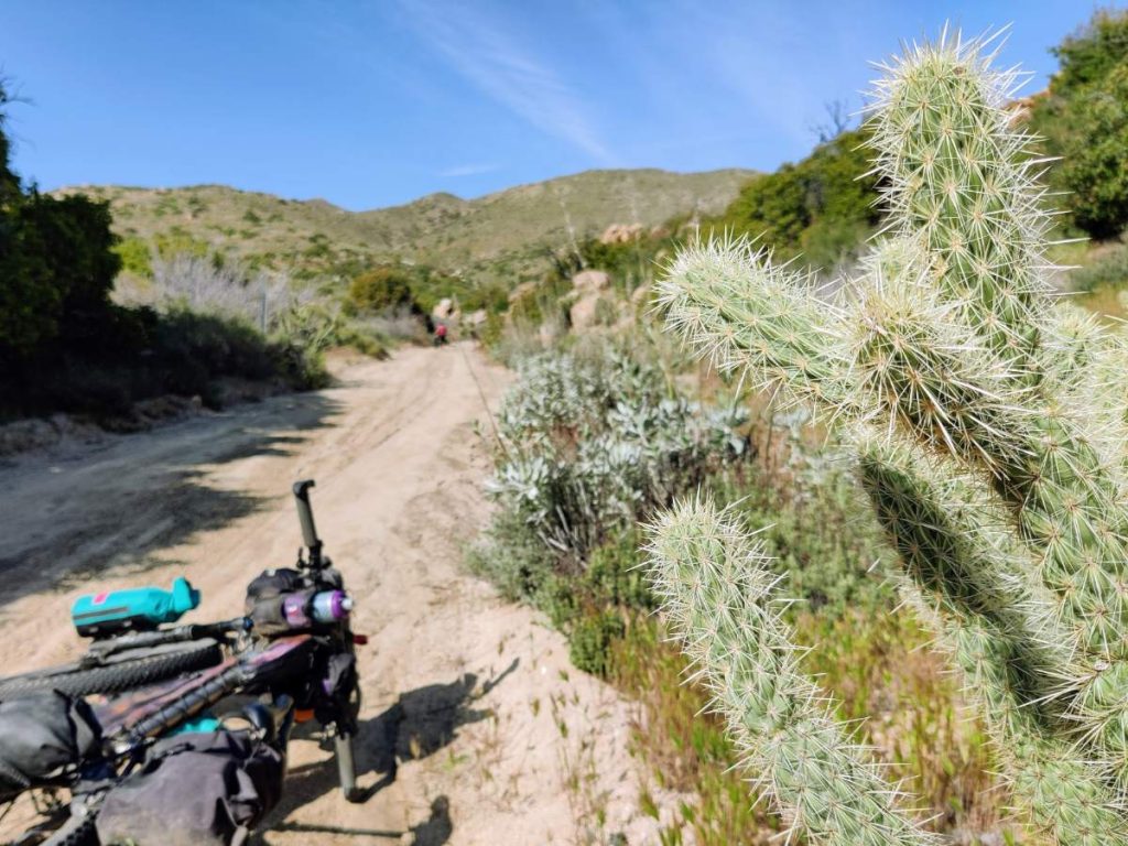 Loaded bike lies in dirt road with prickly cholla cactus in foreground