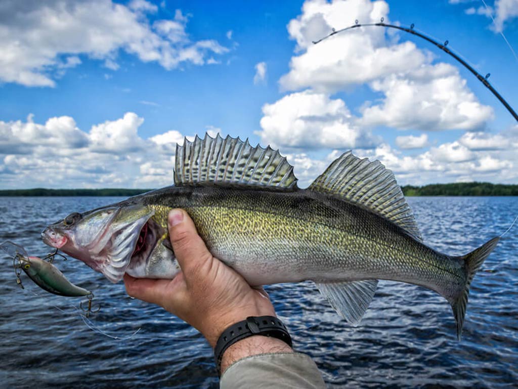 A closeup of a Walleye with a crankbait in its mouth being held by a hand, with a trolling rod behind