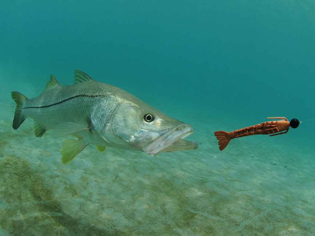 An underwater image of a Snook hunting a swimbait near the bottom of a clear water column