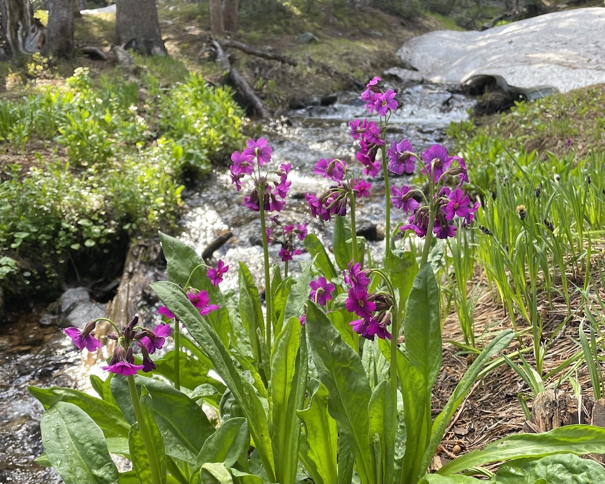 Purple wild flowers with a waterfall behind on a trail in Colorado