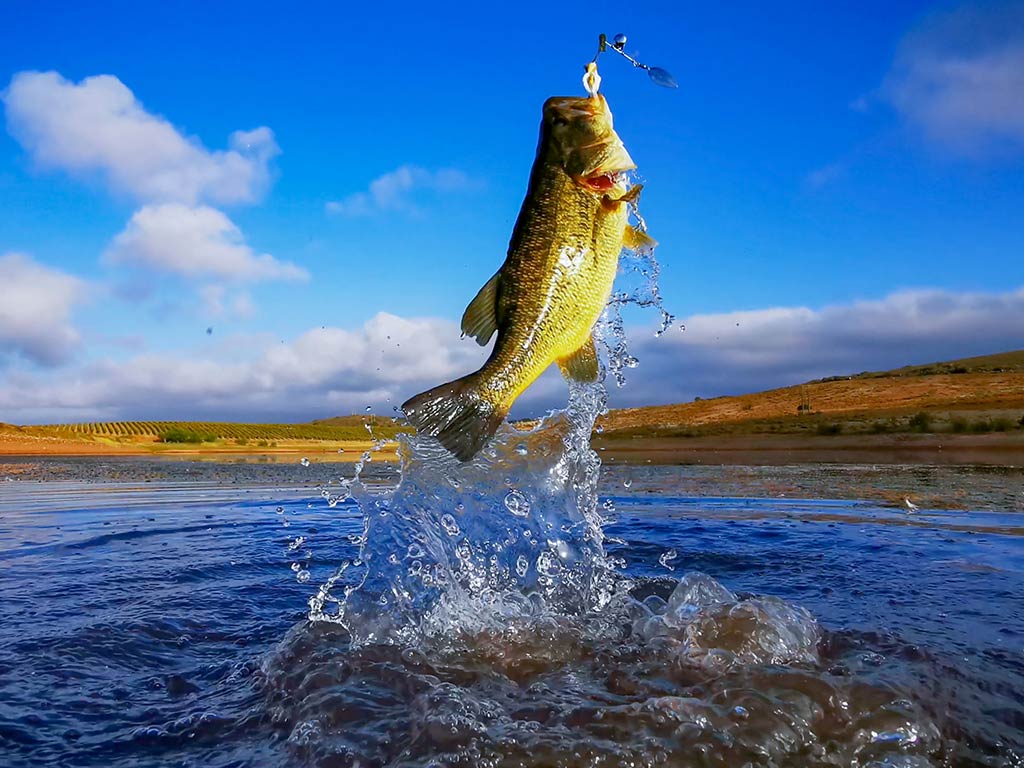 A Largemouth Bass breaks through the water having been caught by a jig which is visible in its mouth on a clear day