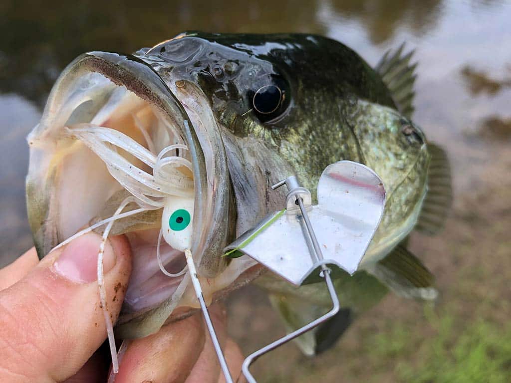 A closeup of a Bass fish with a spinnerbait in its mouth, being held by its mouth by a successful angler