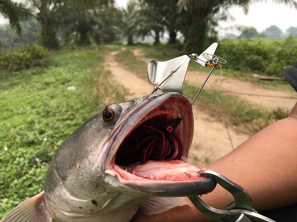 A closeup of a Snakehead fish out of the water being held by a hand with a spoon lure in its mouth against a background of a dirt track and some grass