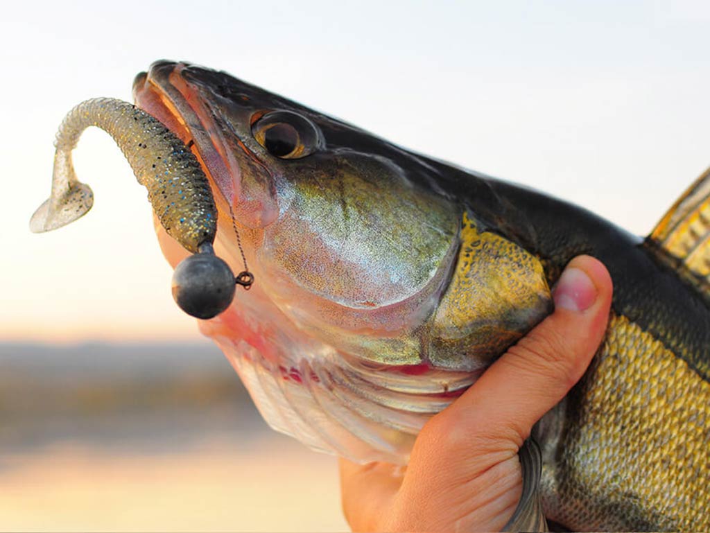 A closeup of a Walleye being held around the throat by one hand with a soft plastic lure hanging from its moth