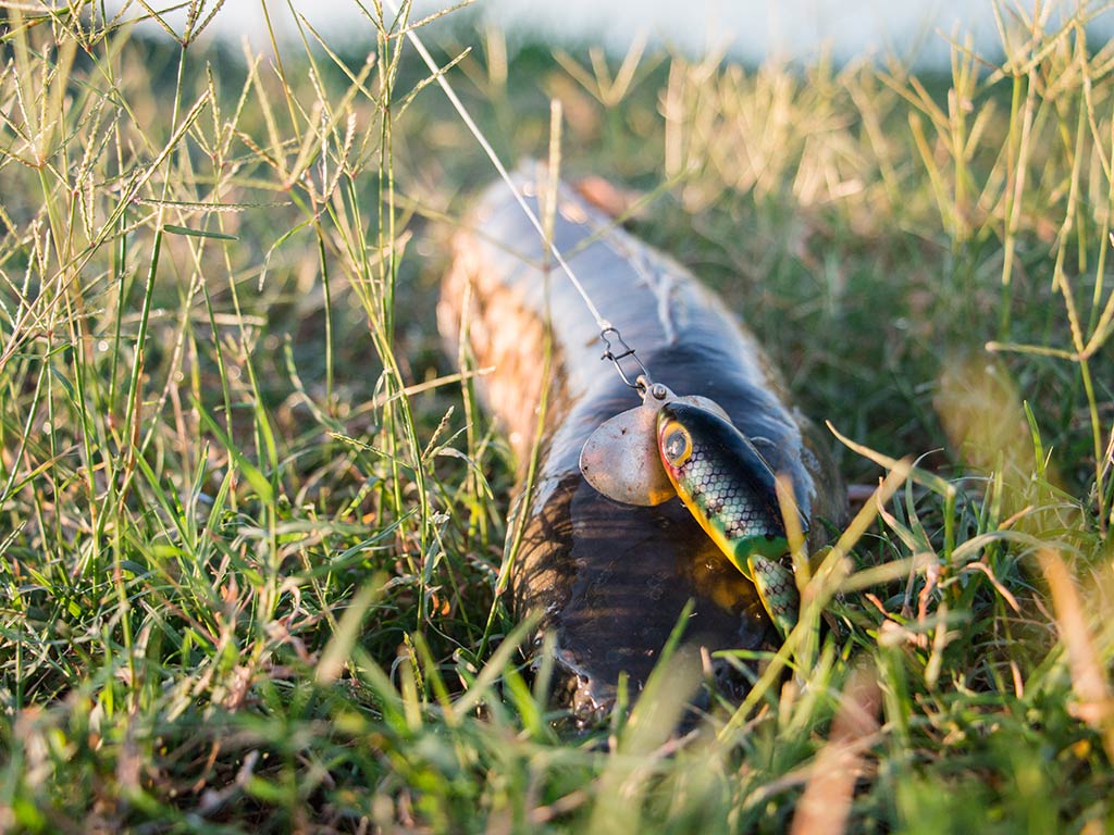 A Snakehead fish lying in the grass having been caught by a topwater lure on a clear day