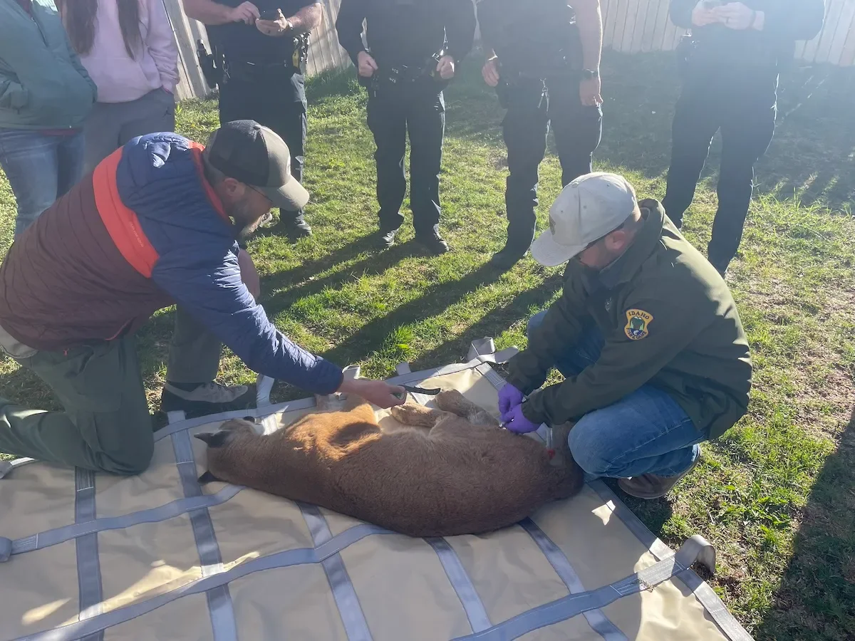 WATCH: Tranquilized Mountain Lion Falls From Tree in Idaho