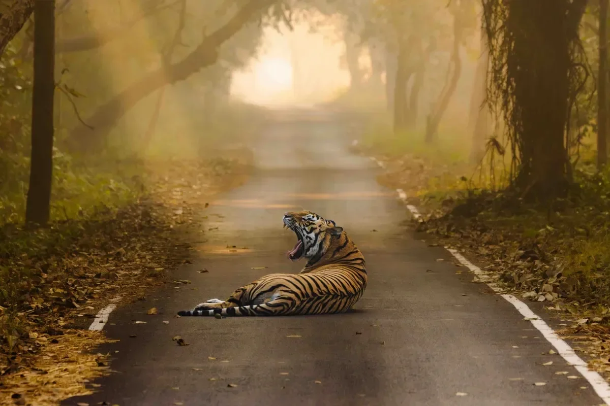 Gorgeous Tiger Photos Show These Big Cats in a New Light
