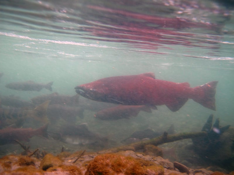 Yukon Salmon Struggles Continue