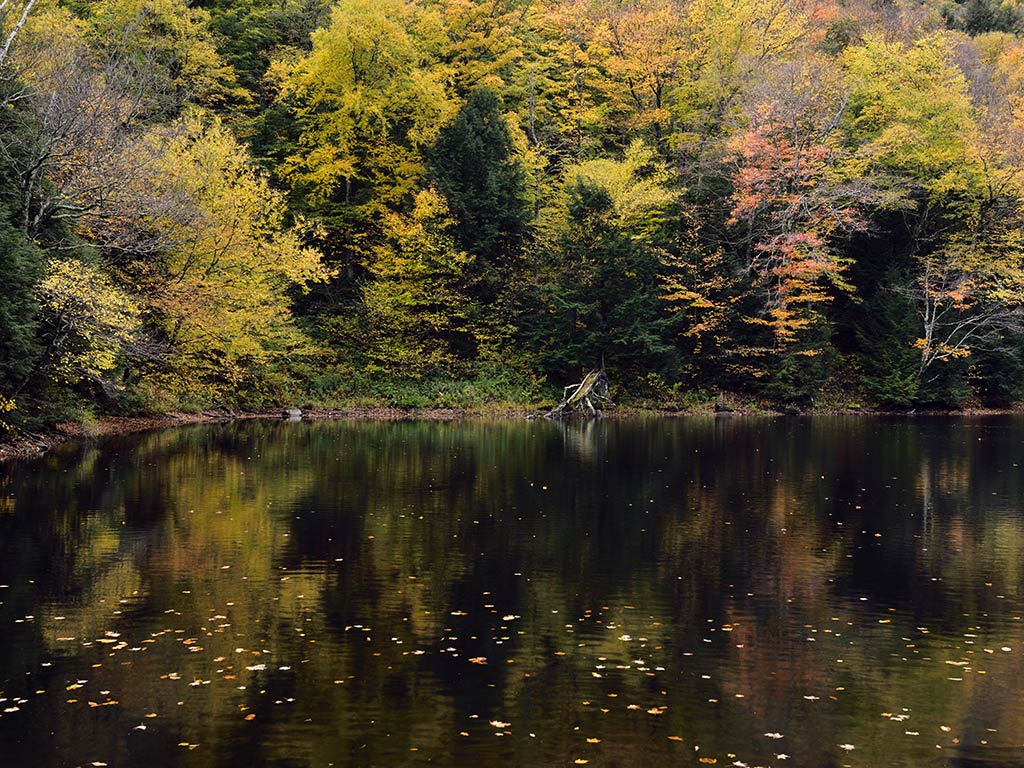 A view across a private fishing pond in Nebraska on a cloudy day with fall colors visible on the trees on the opposite shore, with some leaves on the calm lake