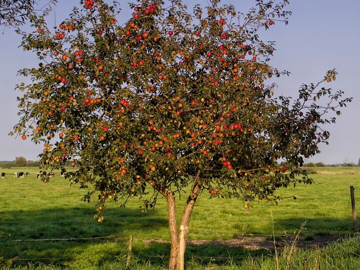 Apple Tree