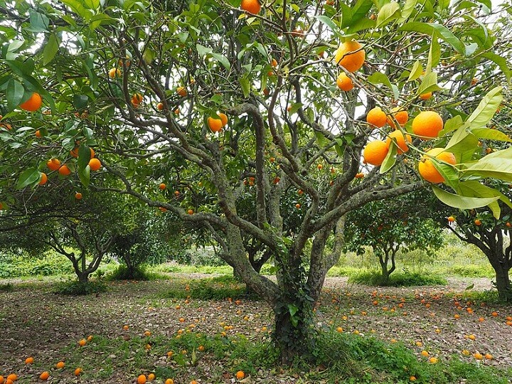 Orange Tree