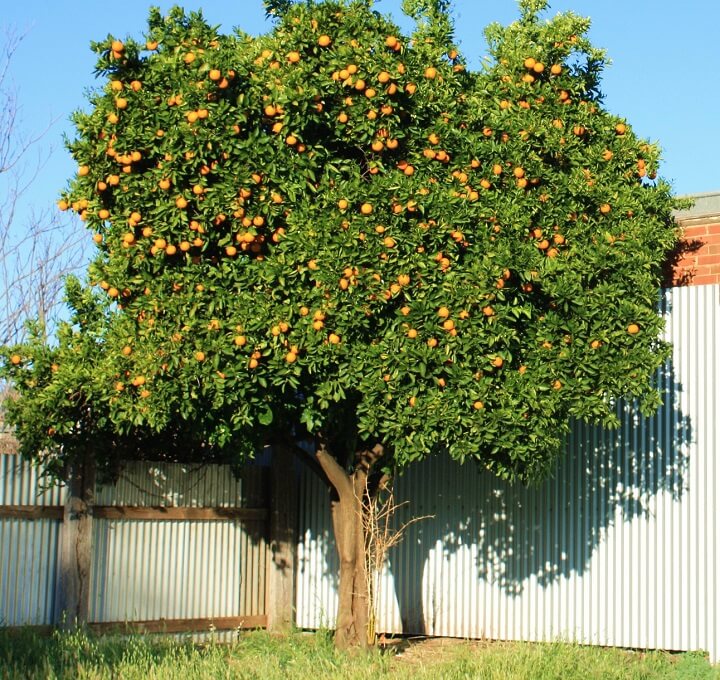 Mandarin Tree