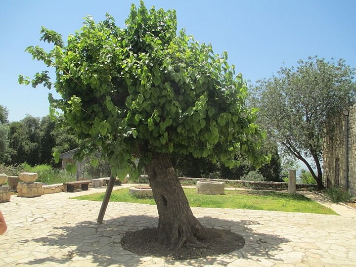 Mulberry Tree