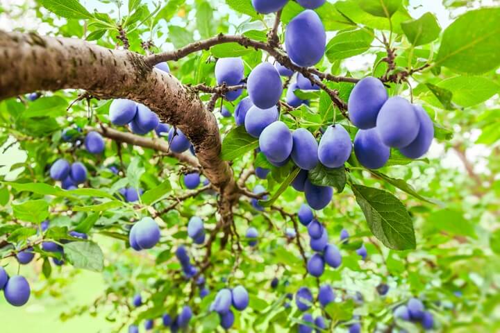 Plums on Tree Branch