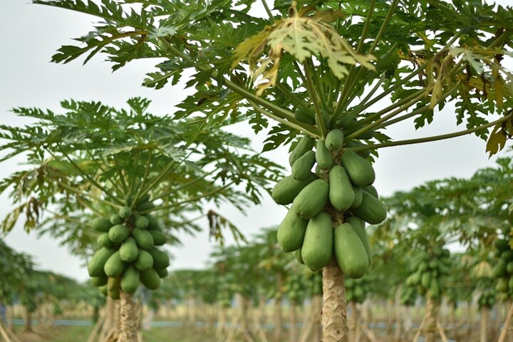 Papaya Fruit on Tree