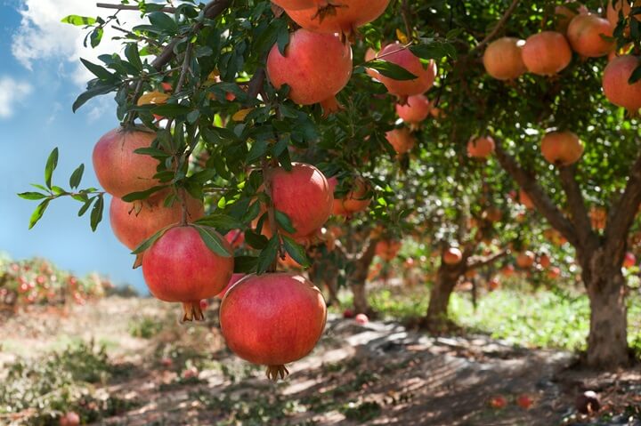 Pomegranate Fruits on Branch