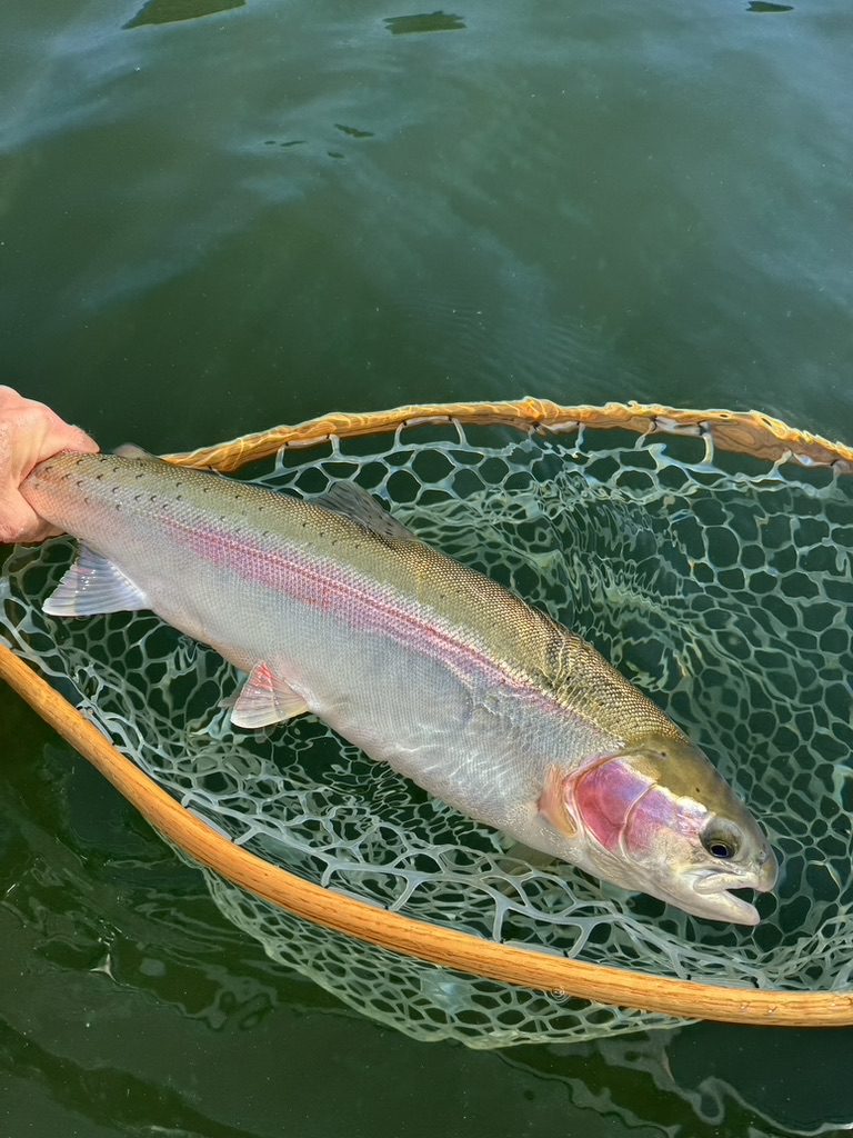 pennask_rainbow_trout