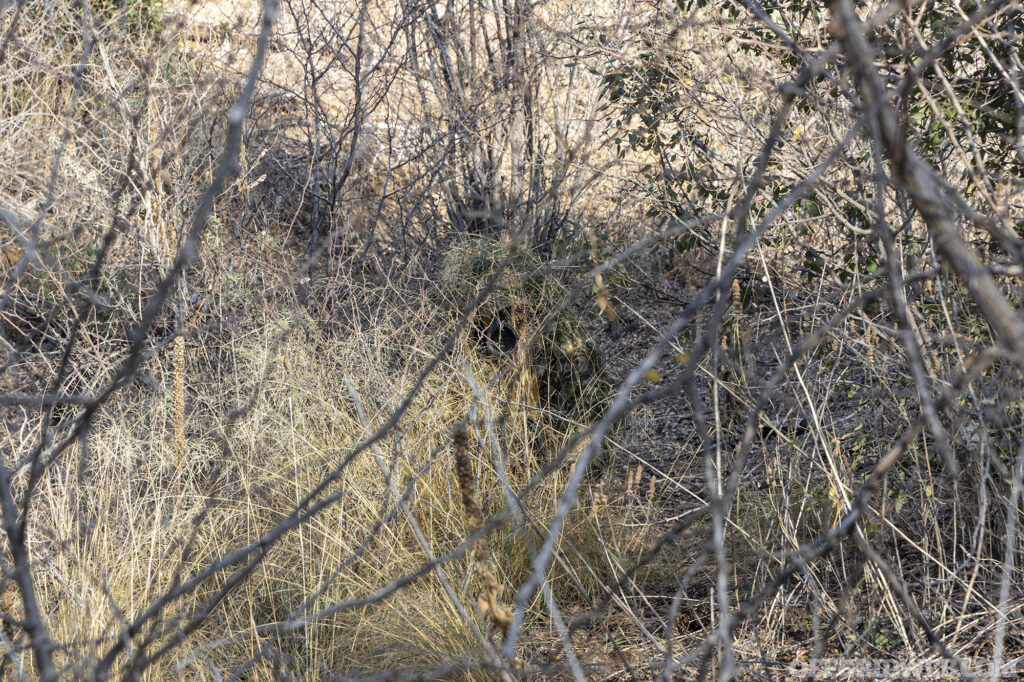 Closer view of the concealed observer hidden in the brush.
