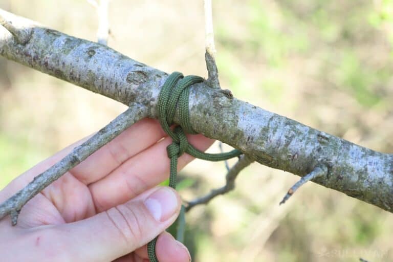 tying the sapling