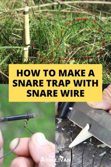 snare wire trap Pinterest image