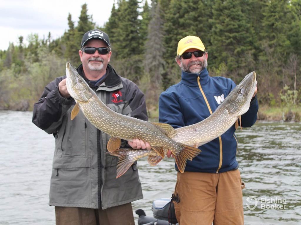 Two middle-aged anglers in baseball caps and sunglasses standing aboard a fishing charter in Lake Winnipeg, each holding a Pike on a cloudy day