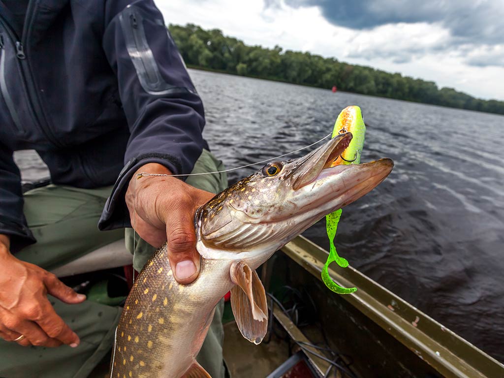 A closeup of a Northern Pike being held around the throat by an angler's hand with a jerkbait in its mouth with a boat and a river visible behind