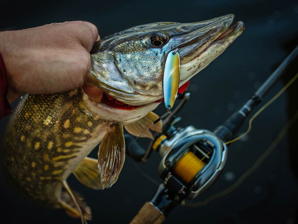 A closeup of the head of a Northern Pike fish with a spoon lure artificial bait hanging from its mouth and a fishing rod next to it