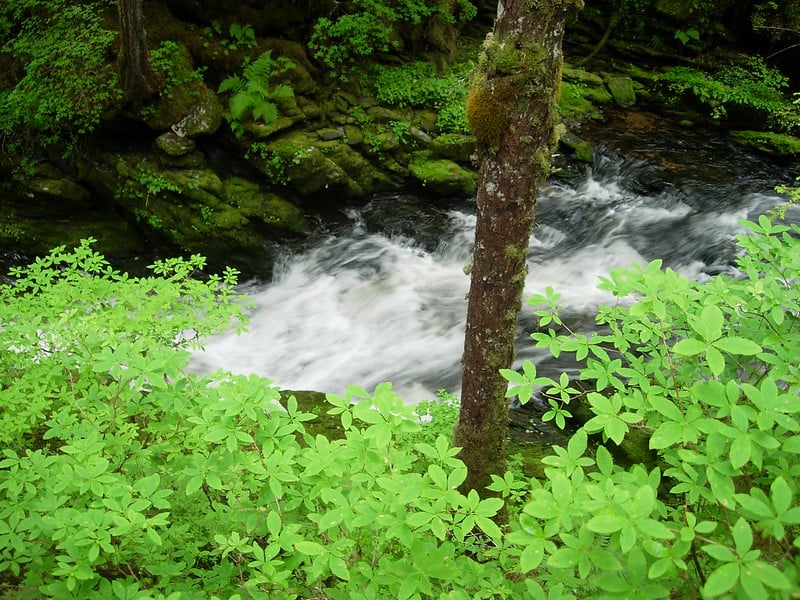 Forest Service to Rezone Tongass