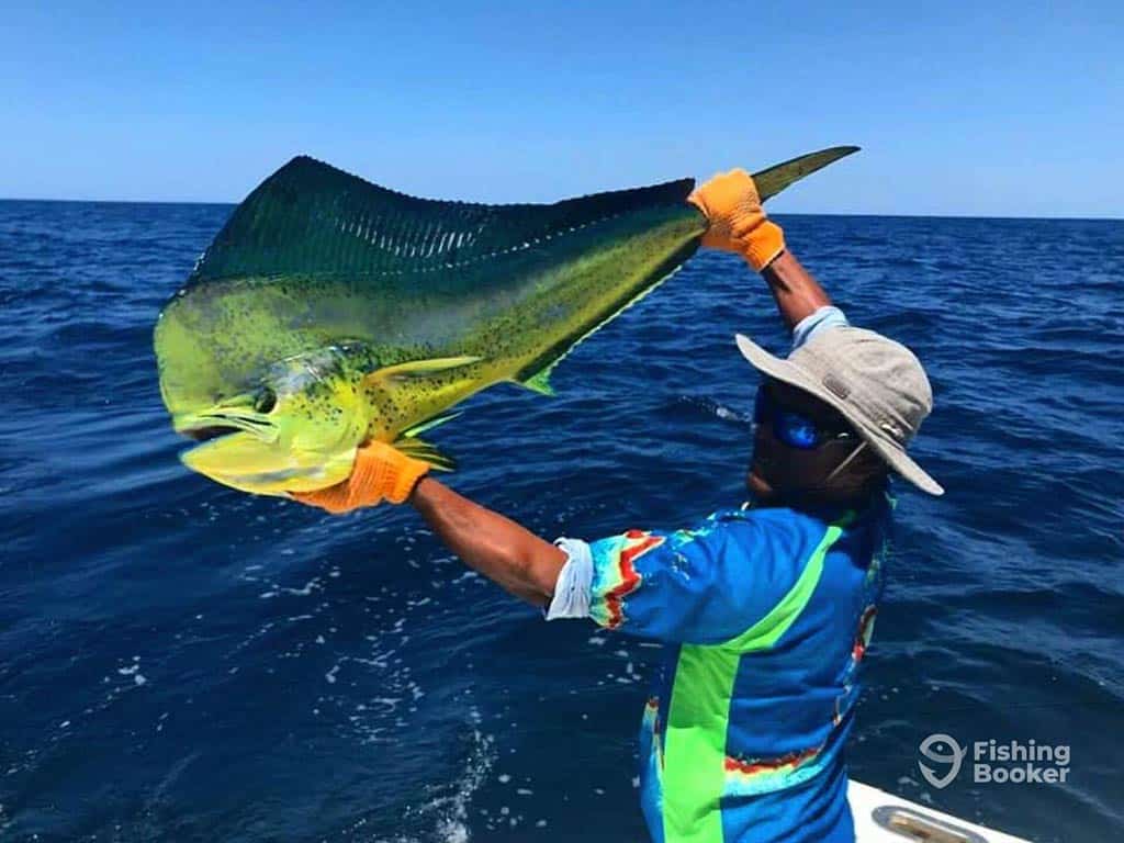 A first mate on a fishing charter in Tamarindo, Costa Rica, holds a brightly-colored Mahi Mahi aloft above his head on a sunny day with the water behind him