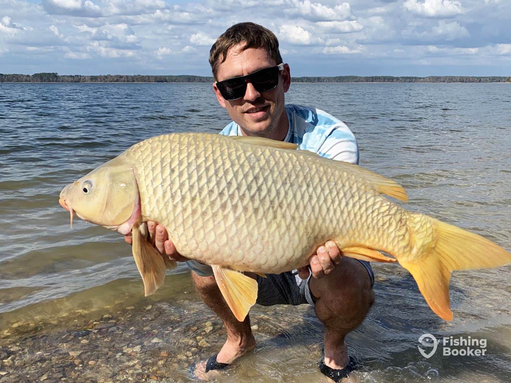 A photo of an angler squatting above the water in the shallows and holding a big Carp