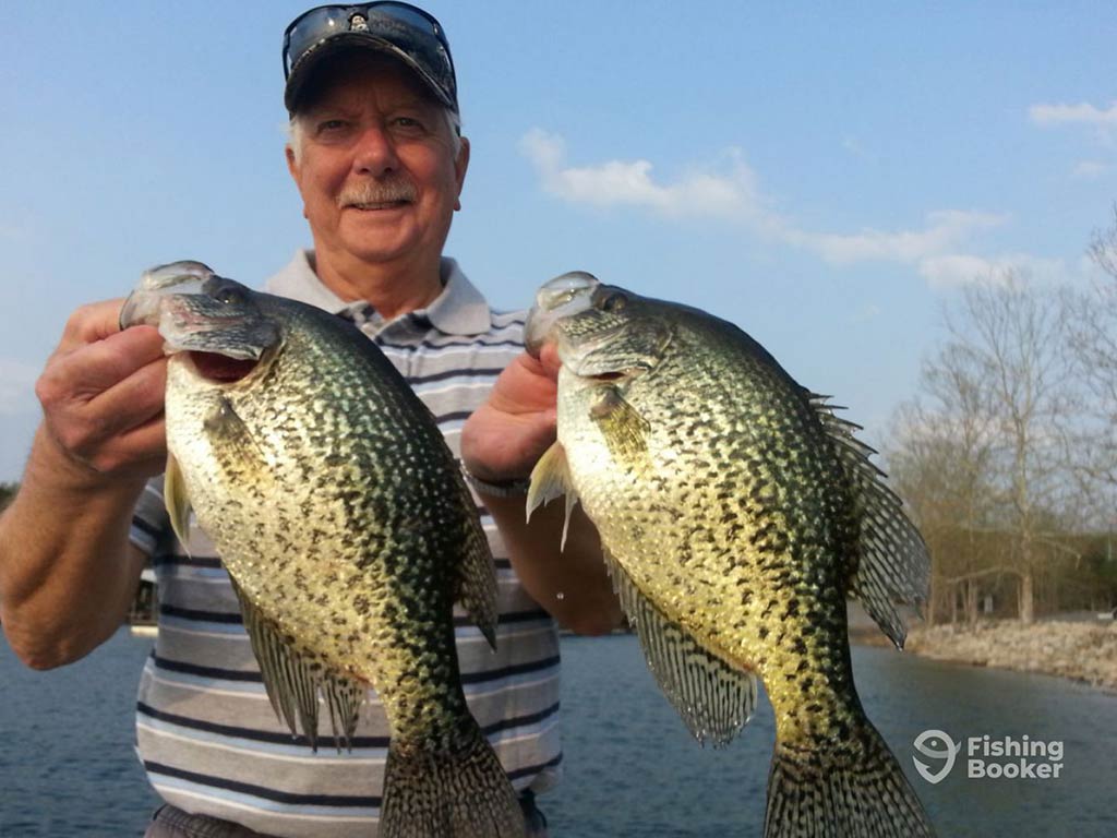 An elderly angler in a baseball cap holding up two Crappies to the camera with the water and some early spring foliage behind him on a clear day.