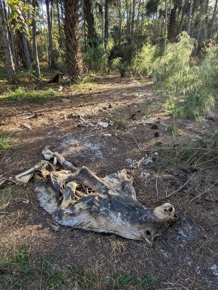 bear graveyards in Florida