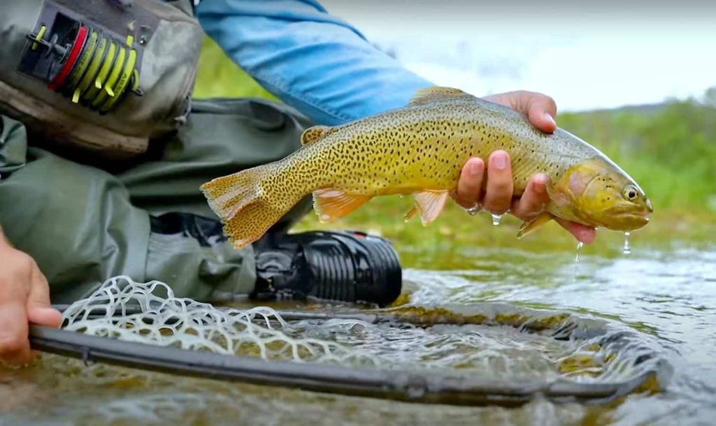 USFWS All-In on Fish Passage