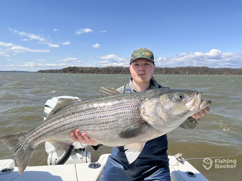 A photo featuring a proud angler posing with a huge trophy Striped Bass caught in Washington DC during Memorial Day weekend