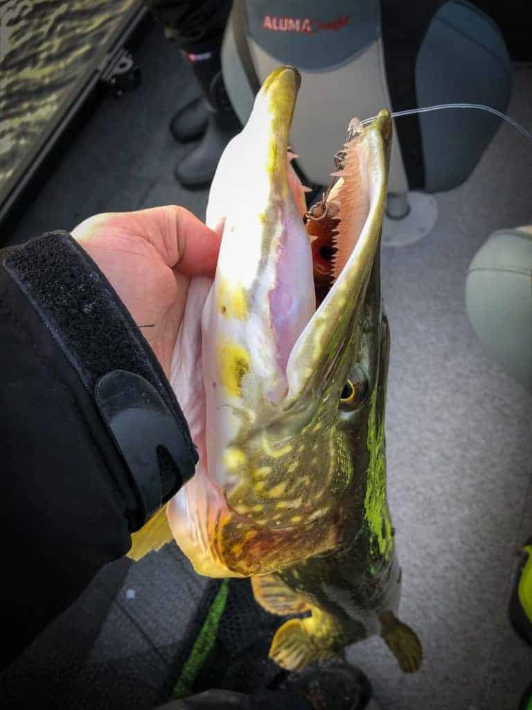 a predator angler fishing from a boat holding a northern pike