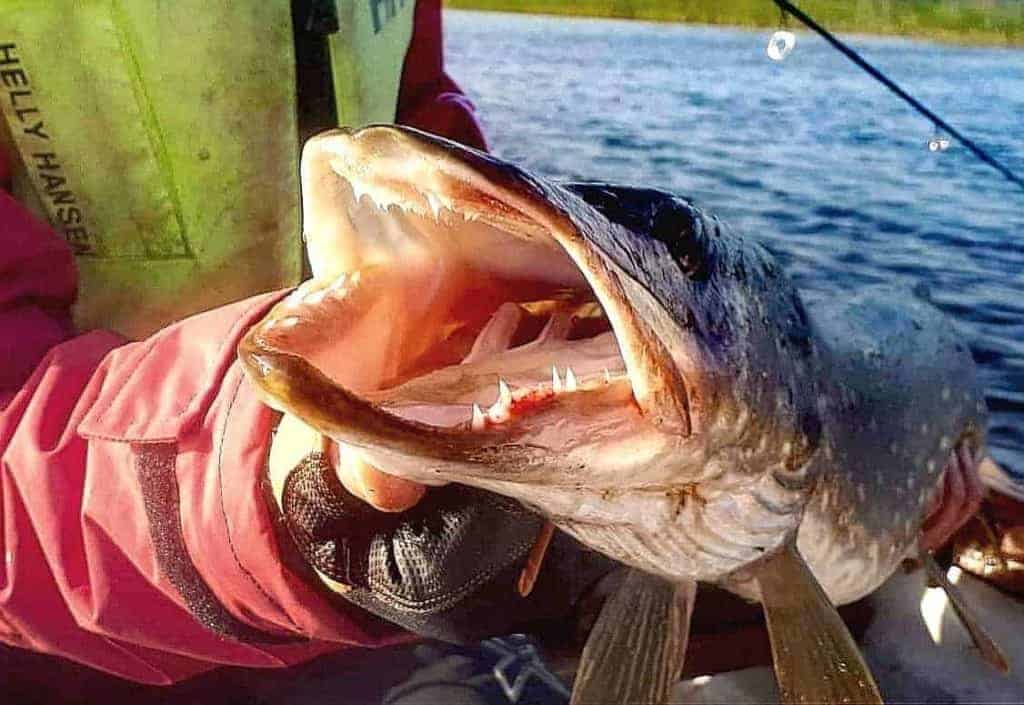 an angler on a boat holding a northern pike that he has caught on a crankbait