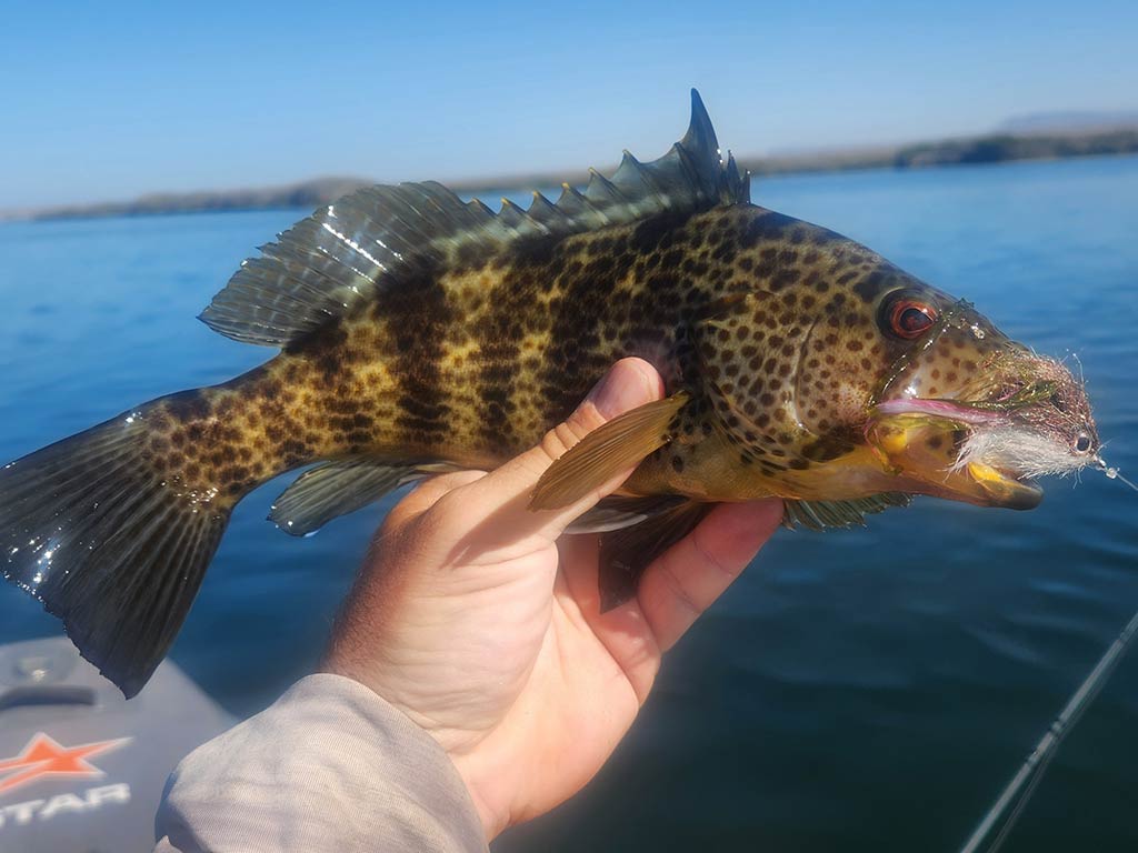 A close up of a Spotted Bay Bass being held by a left hand with a fly in its mouth against the calm waters of a bay in Mexico