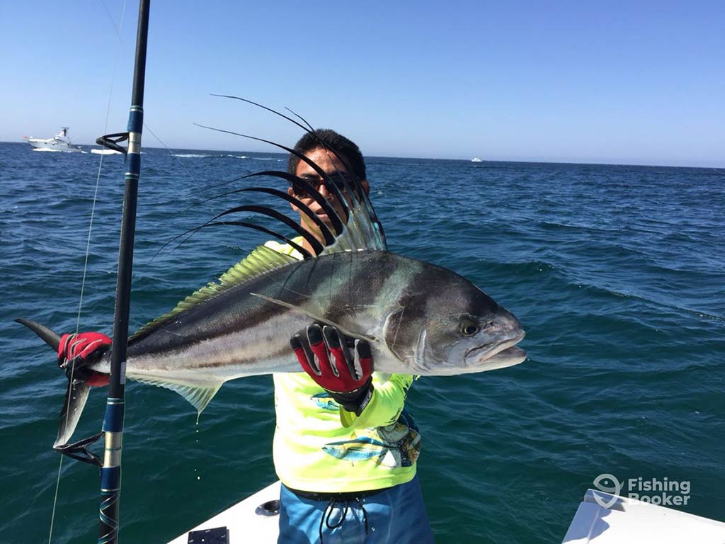 A man in a fluorescent green shirt holding a Roosterfish in front of his face aboard a fishing charter in San Jose Del Cabo on a sunny day with water visible behind him