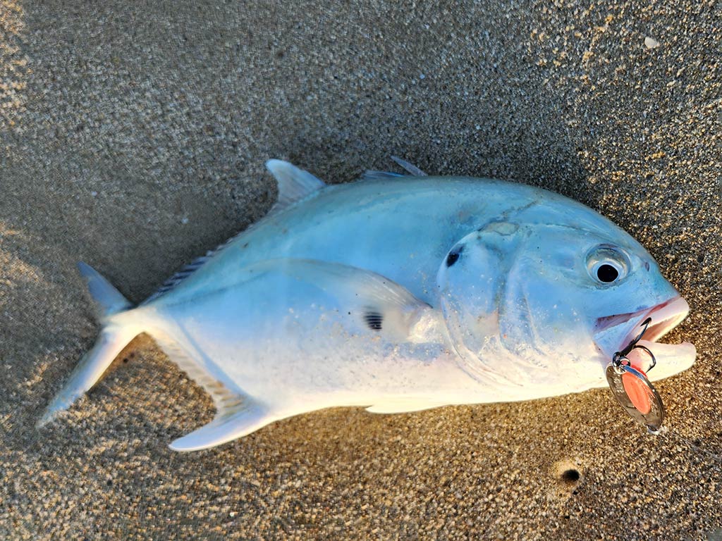 A closeup of a Jack Crevalle fish lying on the sand with a lure still in its mouth 