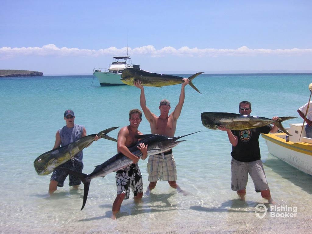 Four anglers standing in the shallow waters on a beach in the Sea of Cortez, showing off their haul of three Mahi Mahis and one Marlin
