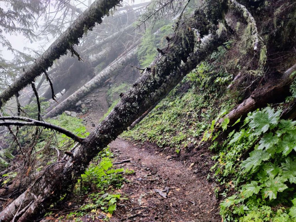 How to Backpack Around Mt. Hood on the Iconic Timberline Trail