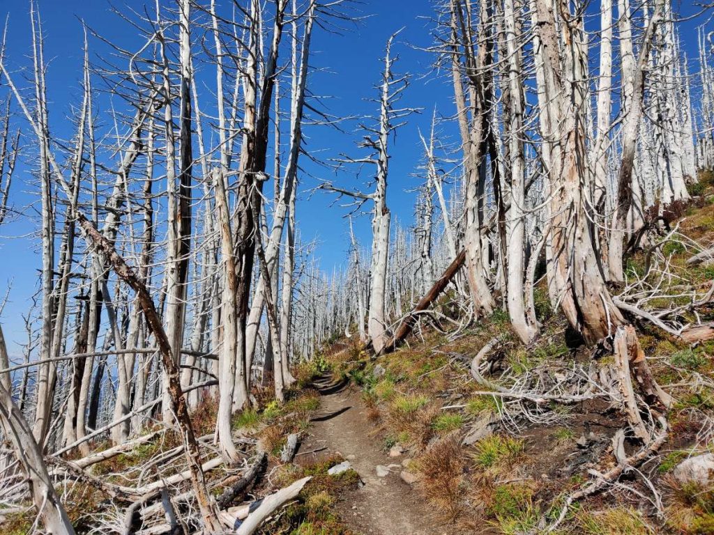 How to Backpack Around Mt. Hood on the Iconic Timberline Trail