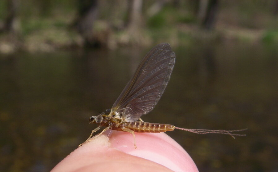 Adult Hendrickson Mayfly