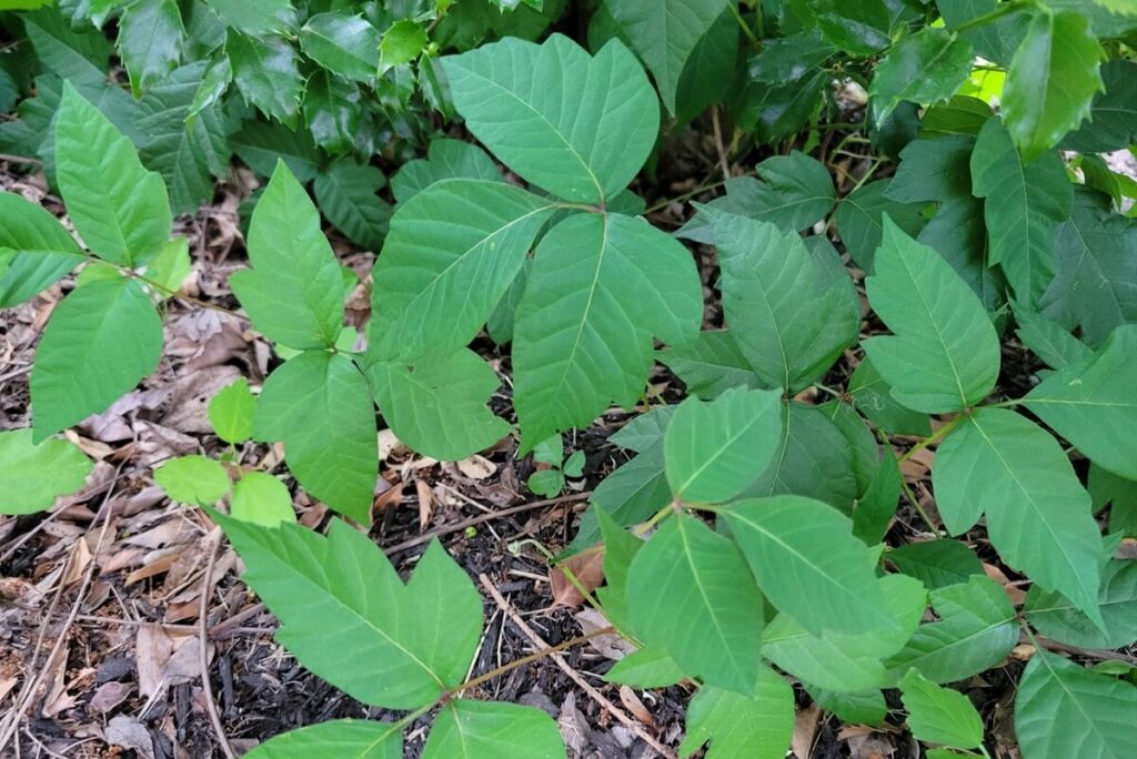 Poison Ivy Leaves