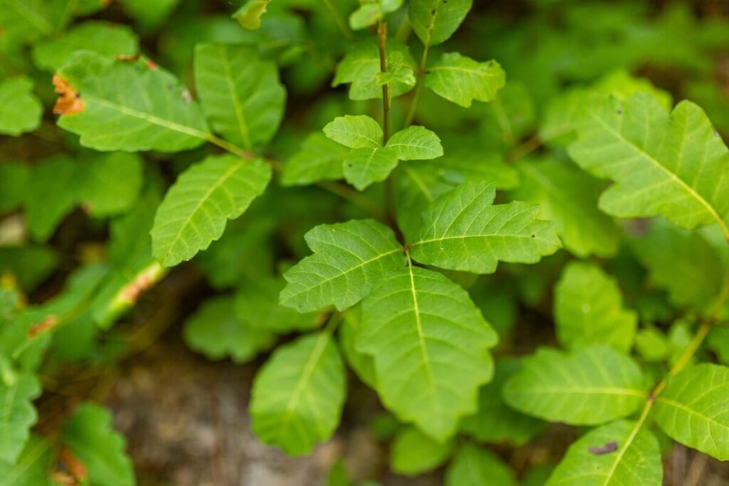 Poison Oak Leaves