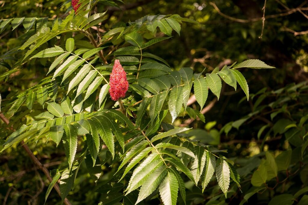 Poison Sumac Leaves